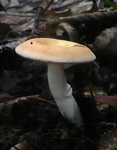 Golden Brittlegill