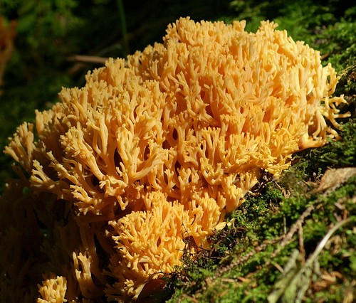 Golden Coral