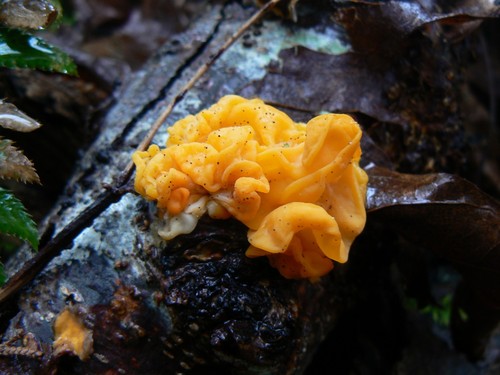 Golden Ear