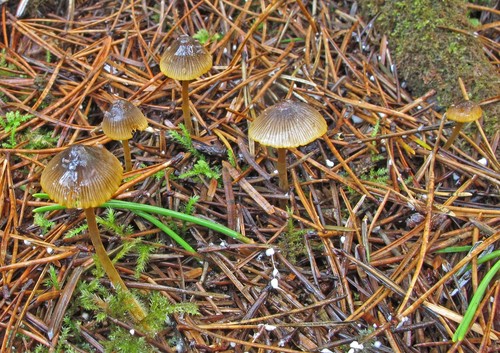 Golden-edge Bonnet
