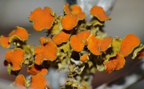 Golden-Eye Lichen