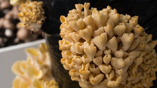 Golden Oyster Mushroom