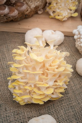Golden Oyster