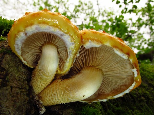 Golden Scalycap