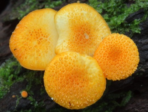 Golden Scruffy Collybia