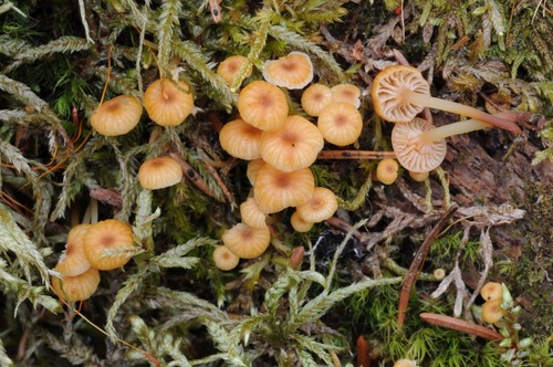 Golden Trumpet