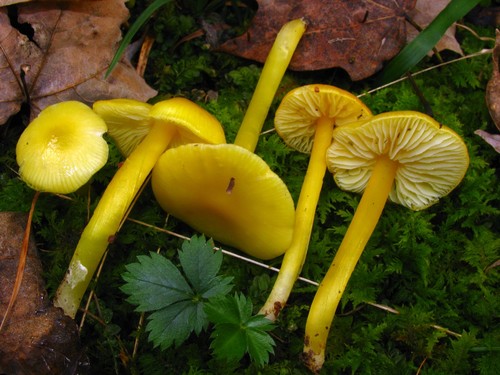 Golden Waxcap