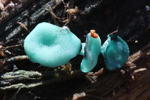 Green Elfcup
