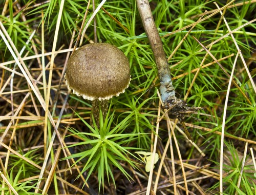 Greenfoot Fibrecap