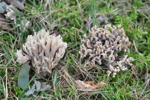 Grey Coral