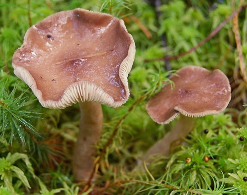Grey Milkcap