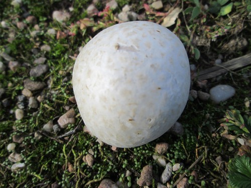 Grey Puffball