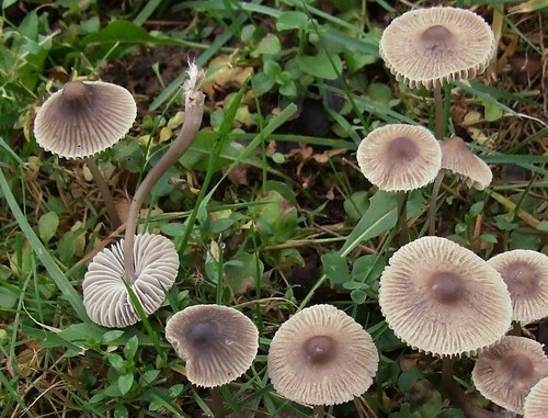 Grooved Bonnet