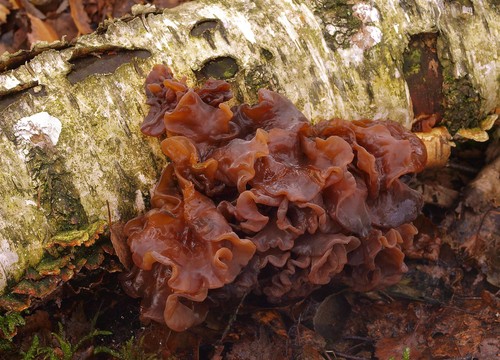 Hairy Curtain Crust