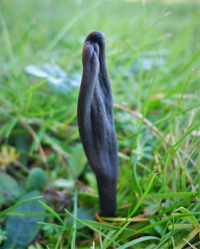 Hairy Earthtongue