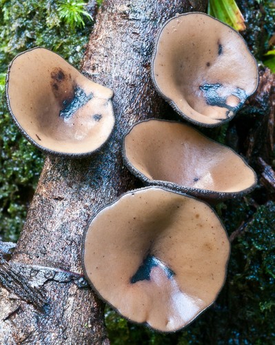 Hairy Rubber Cup