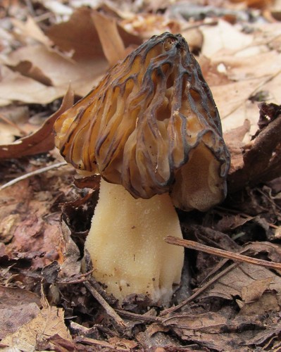 Half-free Morel
