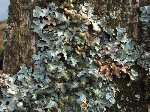 Hammered Shield Lichen