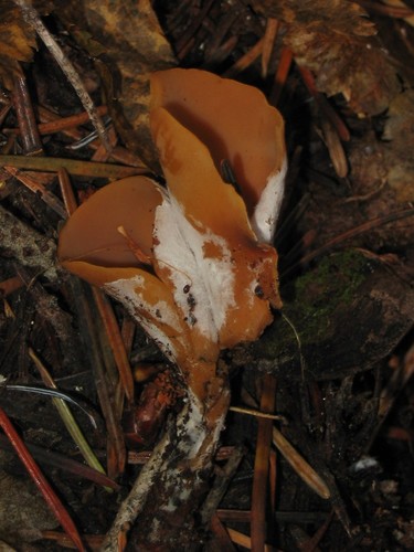 Hare's Ear