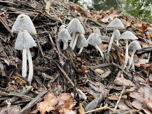 Hare's Foot Inkcap