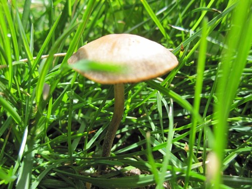 Haymaker's Mushroom