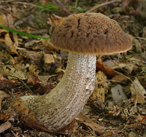 Hazel Bolete