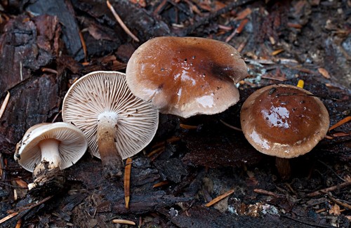 Hebeloma mesophaeum
