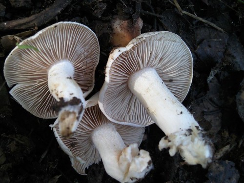 Hebeloma sacchariolens