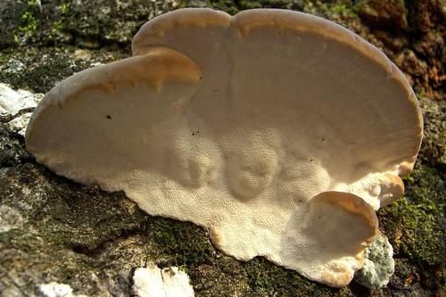 Heterobasidion annosum