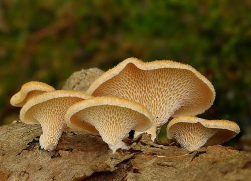 Hexagonal-pored Polypore