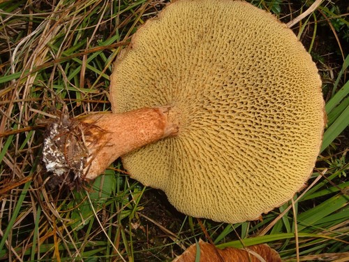 Hollow-stemmed Larch Bolete