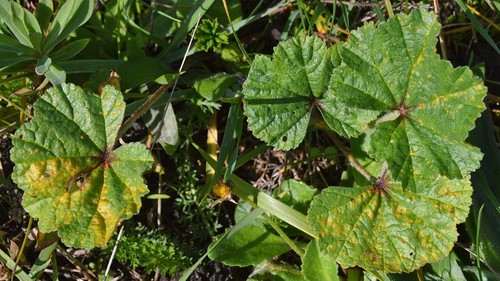Hollyhock Rust