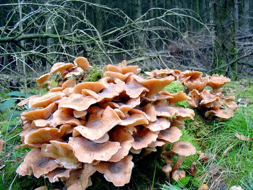 Honey Mushroom