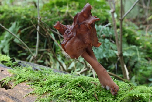 Hooded False Morel