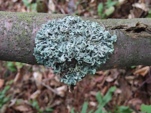 Hooded Tube Lichen