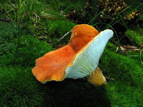 Hygrophorus Milkcap