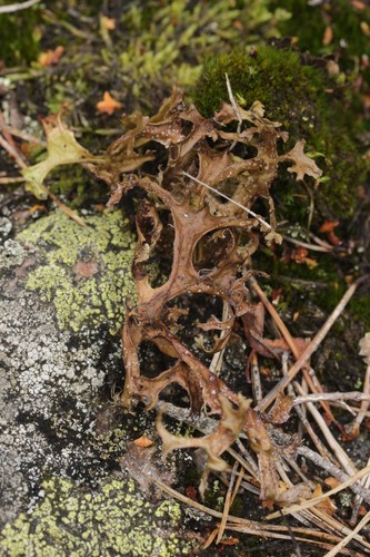 Iceland Moss