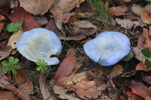 Indigo Milkcap
