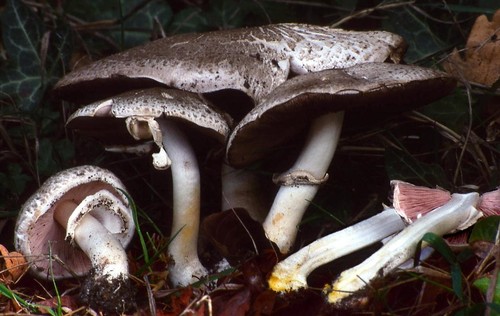 Inky Mushroom