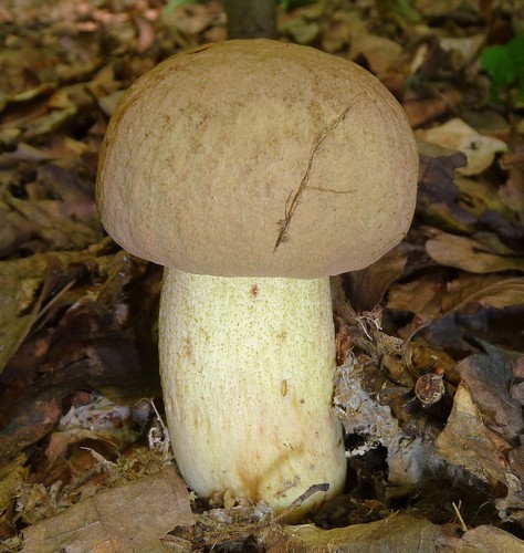 Iodine Bolete