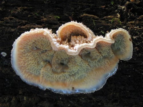 Jelly Rot