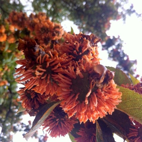 Juniper-Hawthorn Rust