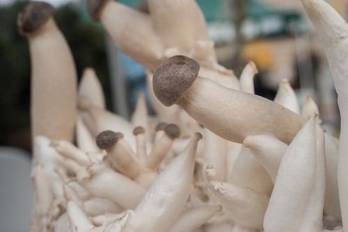 King Oyster Mushroom