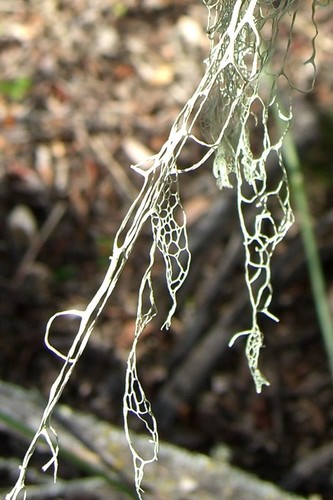 Lace Lichen