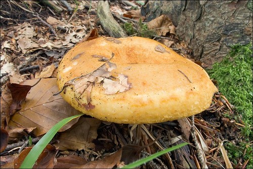 Lactarius scrobiculatus