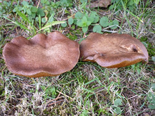 Lake's Bolete