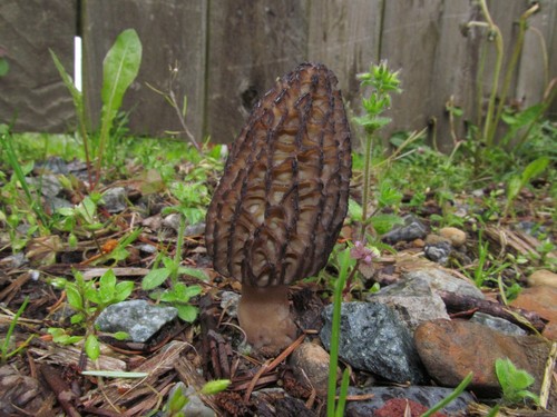 Landscape Morel