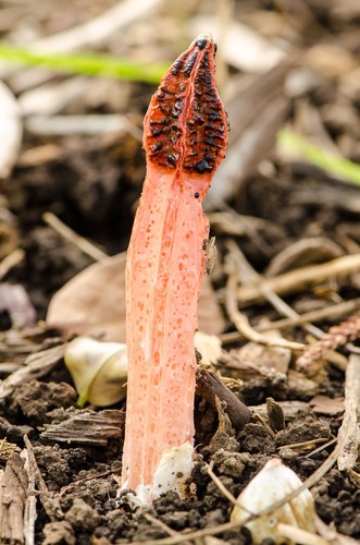 Lantern Stinkhorn