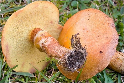 Larch Bolete