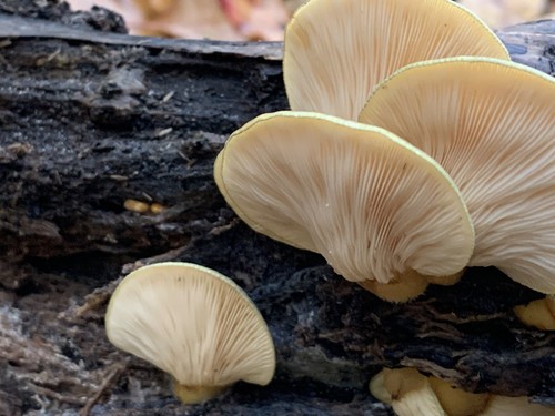 Late Fall Oyster